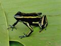 Dendrobates truncatus.jpg