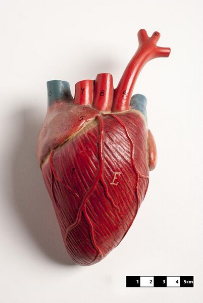 File:Didactic model of a mammal heart 01-FMVZ USP-07.jpeg