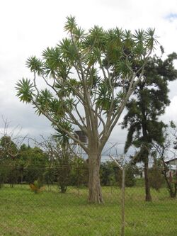 Dracaena steudneri 2 (4327124079).jpg