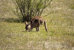 Eastern grey kangaroo feeding on native grasses along the Gibraltar Peak Trail in the Tidbinbilla Nature Reserve.jpg