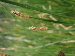 Eleocharis plana P6100111.jpg