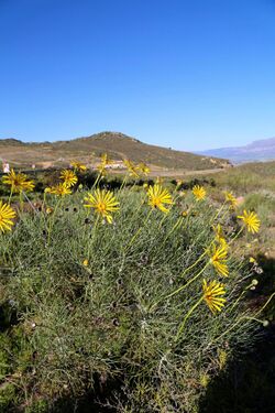 Euryops speciosissimus (Asteraceae) (23854742568).jpg