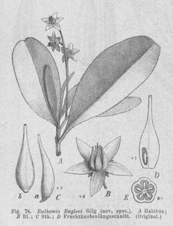 Euthemis engleri Natürl. Pflanzenfam. III. 6, fig. 78.jpg
