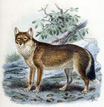 FalklandIslandFox2.jpg