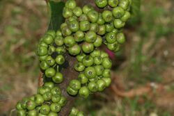 Ficus fistulosa03.JPG