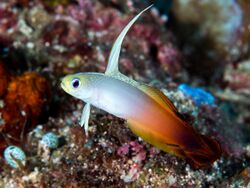 Fire dartfish (Nemateleotris magnifica) (43372442502).jpg