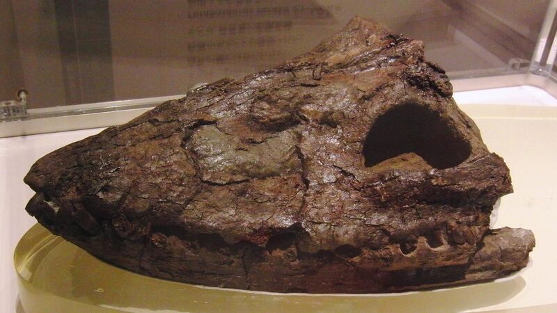 File:Fossil of Futabasaurus suzukii skull and mandible.jpg