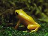 Golden mantella.JPG