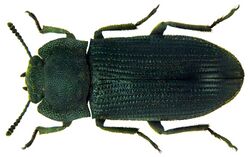 Gonocephalum humeridens occidentale Aedoin, 1965 (5912261223) (2).jpg