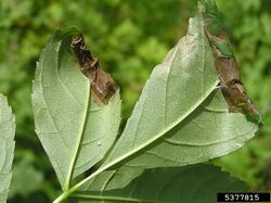 Gracillaria syringella damage1.jpg