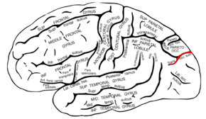 Gray726 trans occipital sulcus.svg