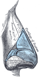 Diagram labeling all of the nasal cartilages within the human nose.