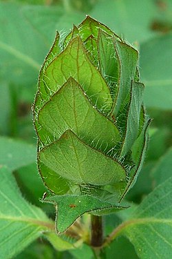 Green Shrimp Plant (997953606).jpg