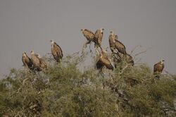 Griffon vultures Bikaner Jorbeed JEG5370.jpg