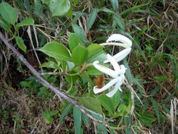 Hillia parasitica-La Soufrière-Guadeloupe 2.JPG