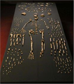Homo naledi skeletal specimens.jpg