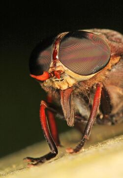 Horsefly - Tabanus americanus, Leesylvania State Park, Woodbridge, Virginia.jpg