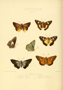 Illustrations of new species of exotic butterflies Ismene I.jpg