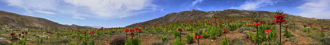 Panoramic view of Fritillaria imperialis blooming in the Zagros Mountains in Iran