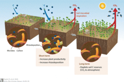 Impact of elevated CO2 on soil carbon reserves.gif