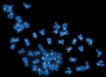 Karyotype of zebrafish (Danio rerio).png