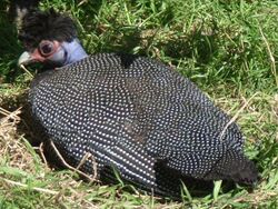 Kenya Crested Guineafowl.jpg