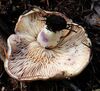 Lactarius californiensis 132141.jpg