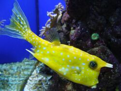 Lactoria cornuta.002 - Aquarium Finisterrae.JPG