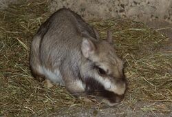 Lagostomus maximus, Plains Viscacha.jpg