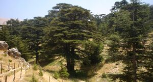 Lebanon cedar forest.jpg