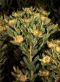 Leucadendron pubescens 5Dsr 0871.jpg
