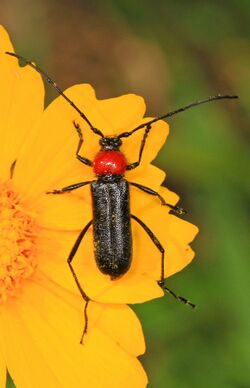 Longhorn Beetle - Batyle ignicollis, Big Thicket National Preserve, Kountze, Texas.jpg