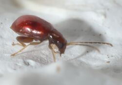 Longitarsus varicornis P1310395a.jpg