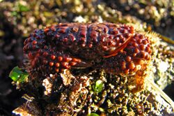 Lumpy Pebble Crab - Paraxanthias taylori (3140576656).jpg