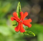 Flower of Silene chalcedonica
