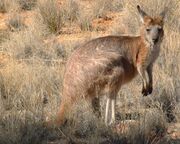 Brown kangaroo