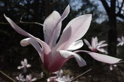 Magnolia amoena flower2.jpg
