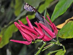 Malvaceae - Pavonia × gledhillii-001.jpg