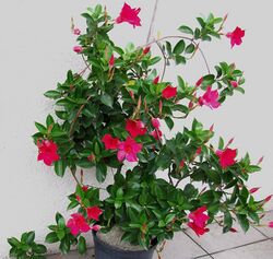 Mandevilla sanderi a1.JPG