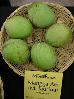 Mango ManggaAer Asit ftg.jpg