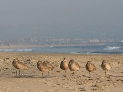 Marbled godwits napping on the beach.jpg