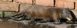 Marsh mongoose or water mongoose, Atilax paludinosus, at Rietvlei Nature Reserve, Gauteng, South Africa (22778470000).jpg