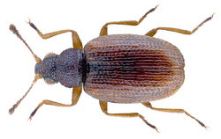 Melanophthalma suturalis (Mannerheim, 1844).png