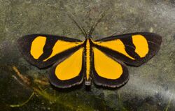 Moths of Costa Rica (Smicropus laeta).jpg