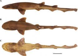 Mount Guyot catshark.png