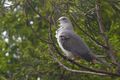 Mountain Imperial Pigeon Mahananda Wildlife Sanctuary West Bengal India 09.05.2016.jpg