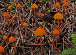 Mycena strobilinoides 174387.jpg