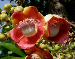 Naglingam (Couroupita guianensis) flower in Hyderabad, AP W IMG 6609.jpg
