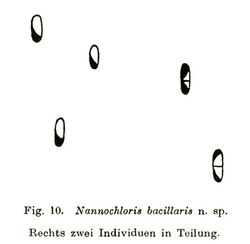 Nannochloris bacillaris fig 10.jpg
