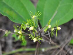 Naravelia laurifolia.jpg